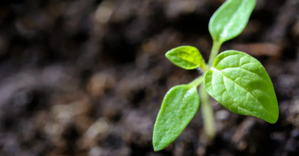 Vibrant close-up of a young tomato seedling sprouting in the soil.